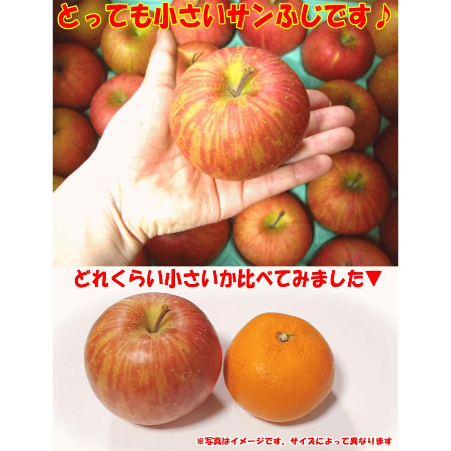 りんご 10kg箱 小玉リンゴ サンふじ 家庭用/訳あり 青森 リンゴ 10キロ