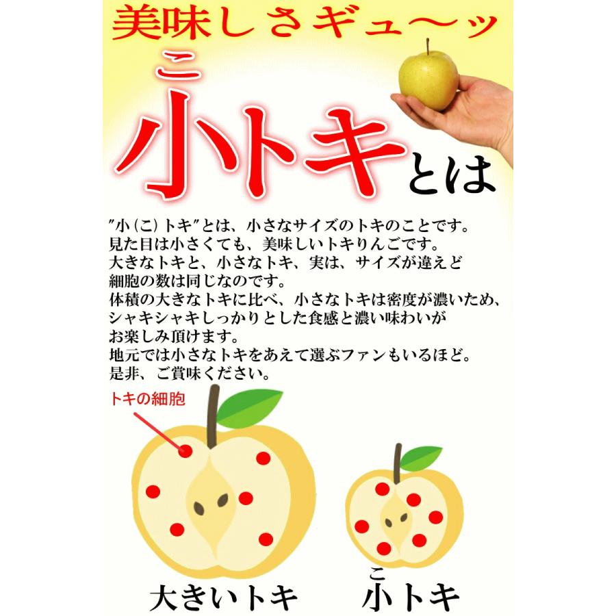 最終セール 青森 りんご 10kg箱 小トキ 送料無料 サンふじと王林の交配