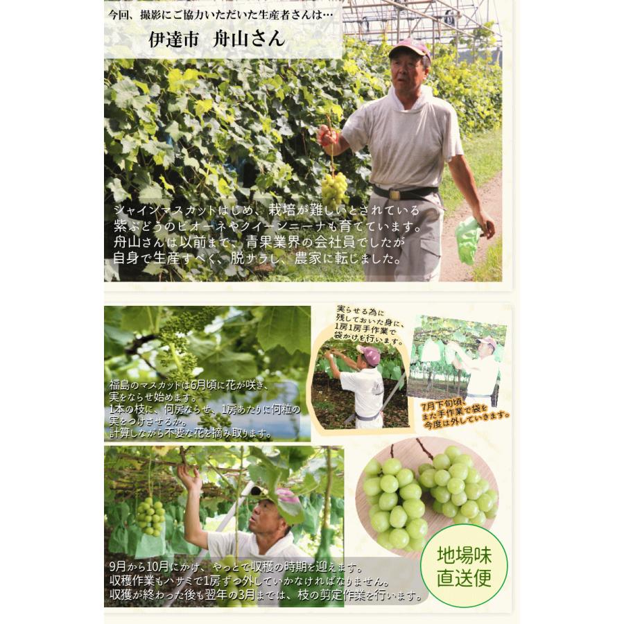 クーポンで3630円！超目玉価格 福島産 シャインマスカット 2房セット 種なし ぶどう 計800g以上！秀品 送料無料 |  | 16