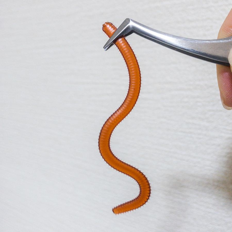 オルルド釣具 ソフトルアー ミミズ ワーム 20個入り 疑似餌 ロング