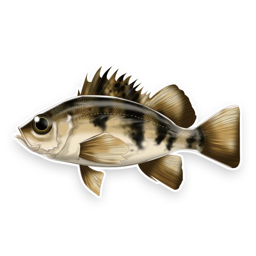 オルルド釣具 ステッカー 84 Off リアルフィッシュシリーズ 釣り 魚 シール