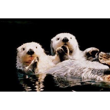 (24x36) Two Sea Otters Animal Print Poster