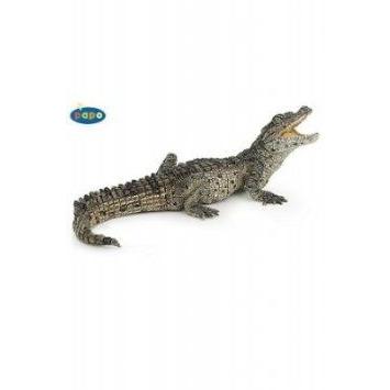 Baby Crocodile