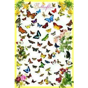 Safari LTD Butterfly Laminated Poster