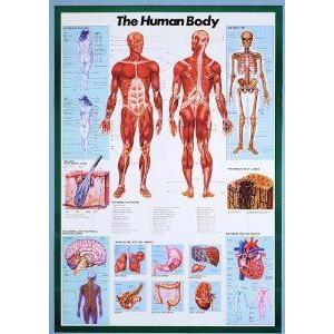Safari LTD The Human Body Laminated Poster-285621 フィギュア おもちゃ 人形