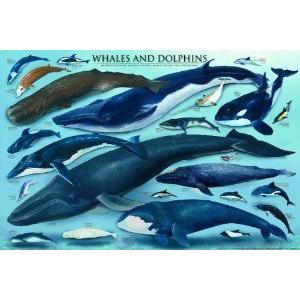 Safari LTD Whales and Dolphins Laminated Poster フィギュア おもちゃ 人形