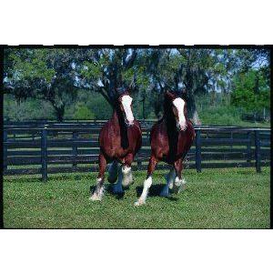 Safari Ltd. Clydesdales Laminated Poster フィギュア おもちゃ 人形