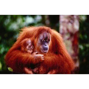 Safari Ltd. Orangutan with Baby Laminated Poster フィギュア おもちゃ 人形