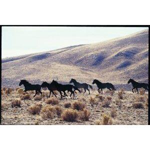 Safari Ltd. Running Wild Laminated Poster フィギュア おもちゃ 人形