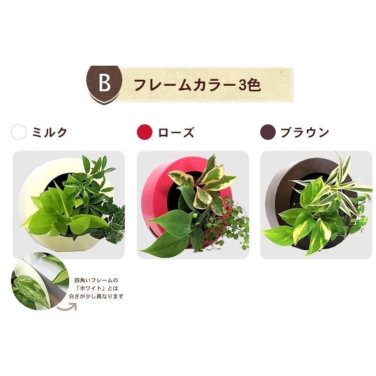 壁掛け観葉植物 ミドリエ デザイン グリーンフレーム 丸型 Midorie Gframe ワールドガーデン 通販 Yahoo ショッピング