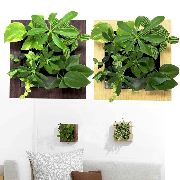 送料無料 壁掛け観葉植物 ミドリエ デザイン 木目調フレーム 樹脂製 Midorie Woodjframe ワールドガーデン 通販 Yahoo ショッピング