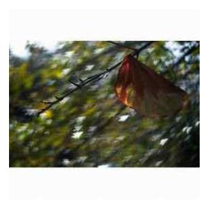 DIY Photography Bokeh Masters Kit, Special Effects System for Portraits |  | 02