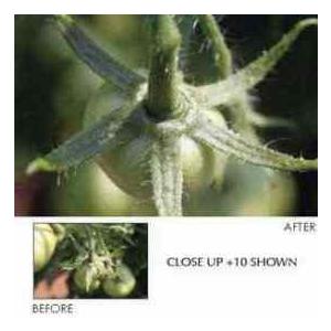 B + W 52mm +4 Close Up Glass Filter - NL4 | 