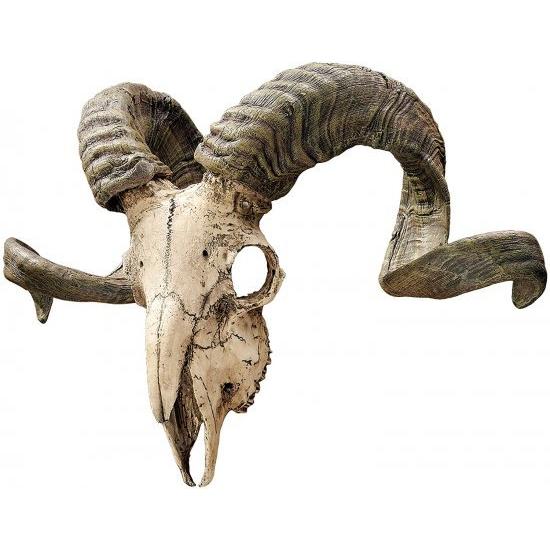 コルシカラム 頭骨オブジェ コルシカ島 雄羊の 頭蓋骨と角 壁掛け 彫像