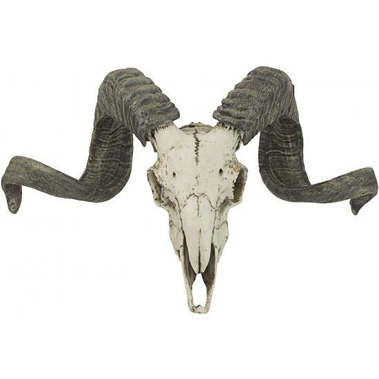 コルシカラム 頭骨オブジェ コルシカ島 雄羊の 頭蓋骨と角 壁掛け 彫像