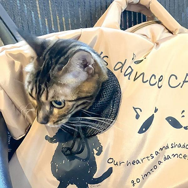 わちふぃーるど（WachiField） ダンス猫顔出しキャリーバッグ わちふぃ