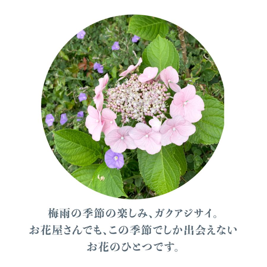 ガクアジサイ 国産オックス/ブロード/シーチング/ダブルガーゼ/ローン/11号帆布 RIEKA | ブランド登録なし | 03