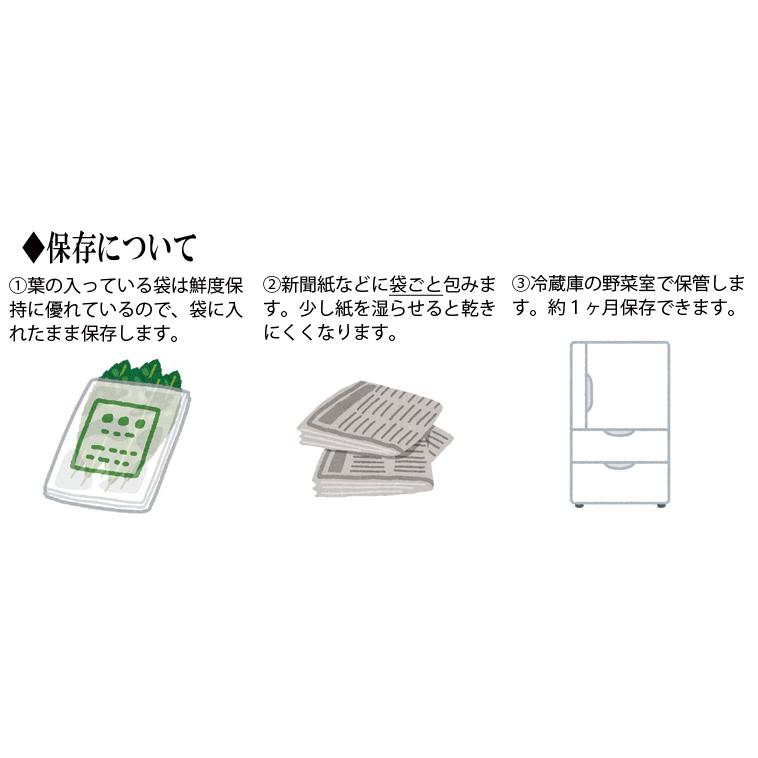 送料無料 香川産 びわの葉 100ｇ 1袋 生葉15 25枚 国産 無農薬 枇杷の葉 ビワの葉 温灸 湿布 びわエキス びわ療法 Biwaha 西森くだもの農園 香川みかん農家 通販 Yahoo ショッピング