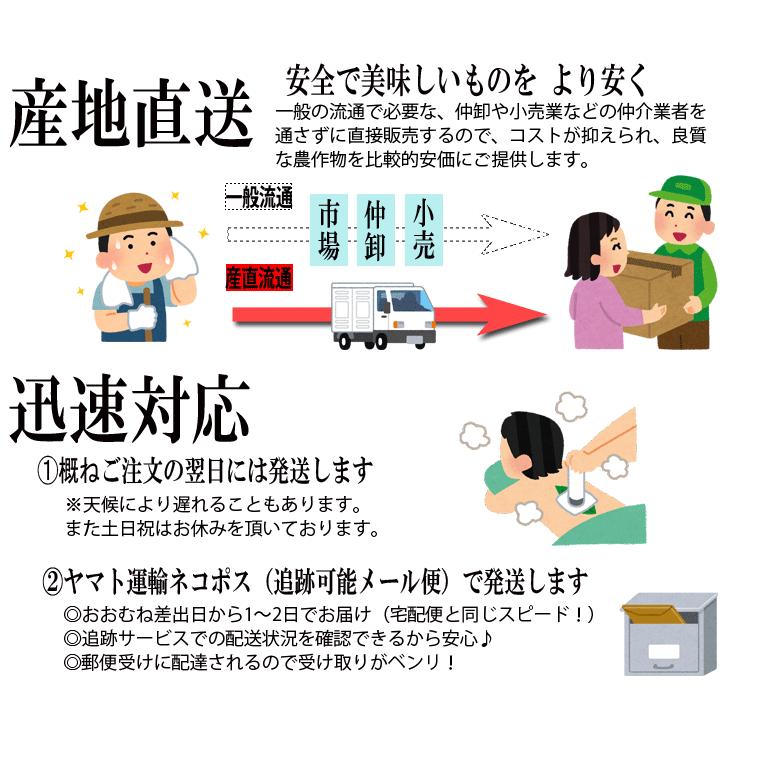 自然療法・びわの葉療法に／早期発送【送料無料】香川産 びわの葉