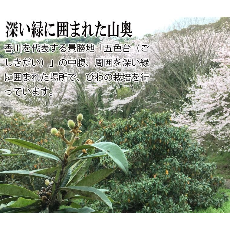 自然療法・びわの葉療法に／早期発送【送料無料】香川産 びわの葉