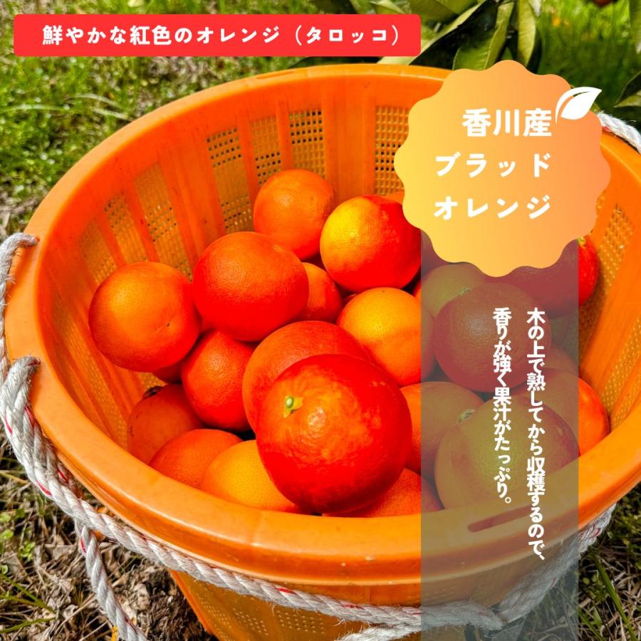 予約3月下旬〜／太陽をたっぷり浴びた 国産ブラッドオレンジ 1.5kg