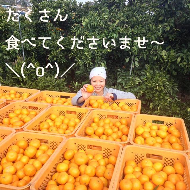 早期発送！／香川産 小玉みかん 2kg・4kg・8kg 家庭用［送料無料