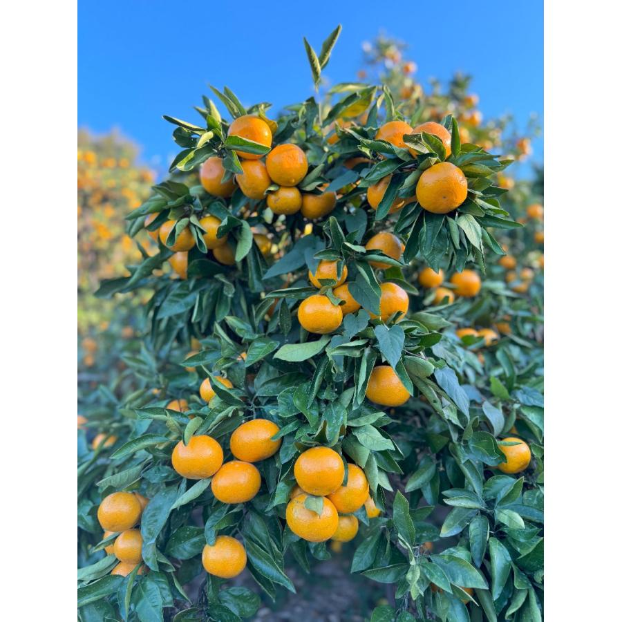 早期発送！／香川産 訳ありみかん2kg・4kg・8kg［送料無料（北海道