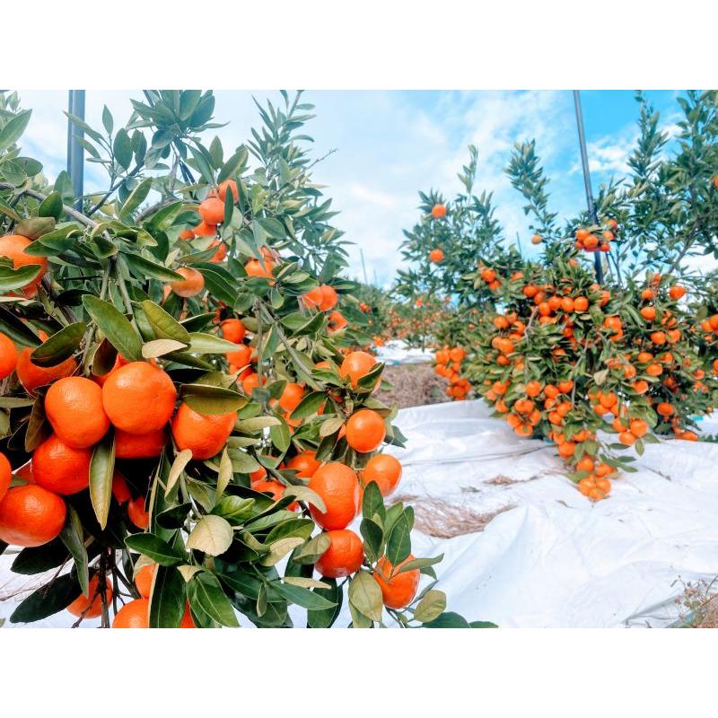 ＼早期発送／【送料無料】【産地直送】香川産 小玉紅みかん  2kg・4kg・8kg（小原紅早生 温州みかん ミカン 紅色） |  | 03