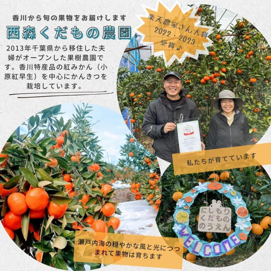 早期発送／【送料無料】【産地直送】香川産 紅みかん 2kg・4kg・8kg