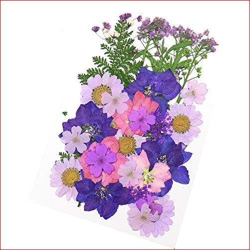 超人気の Monrocco マルチカラー リアルプレスドライフラワー Diy プリザーブドフラワーデコレーション アートクラフト Diy 最安値挑戦 Www Technet 21 Org