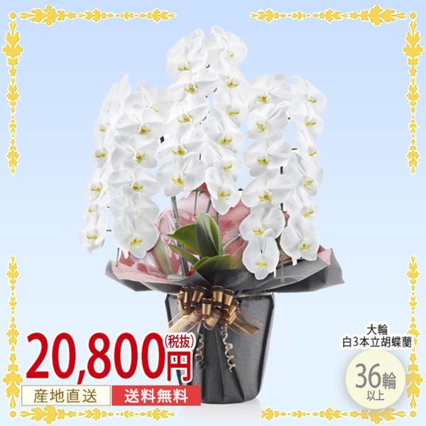 胡蝶蘭 花 白 大輪 ３本立ち ３６輪以上 華やか 鉢花 豪華 ギフト