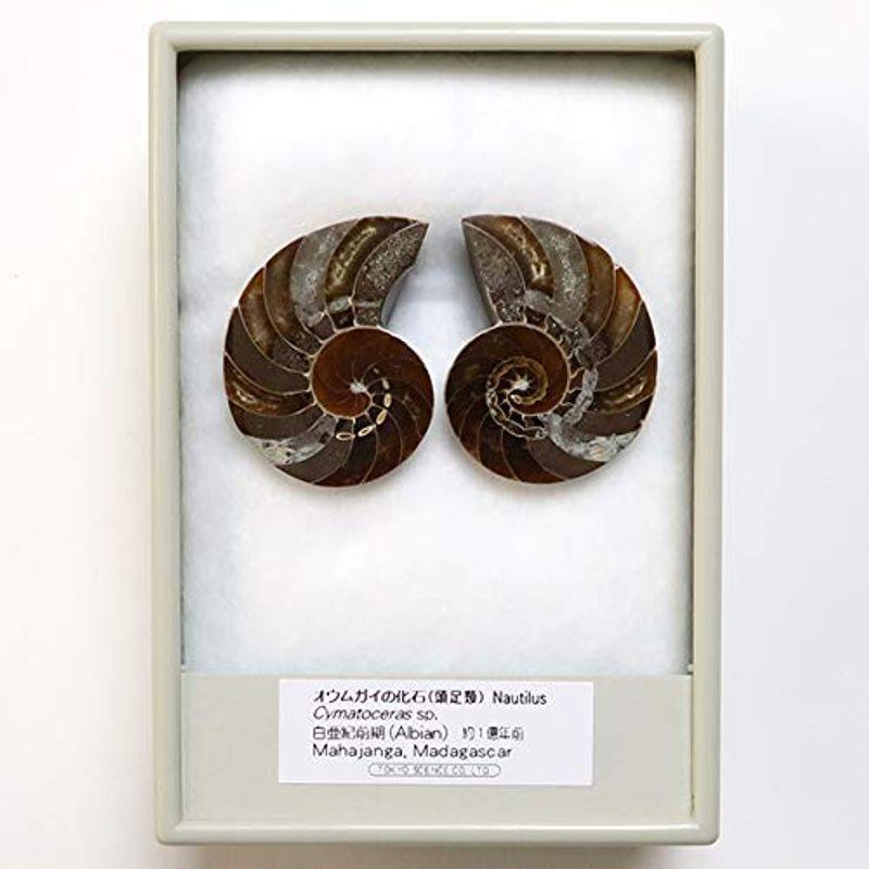 100 品質保証 Tokyo Science オウムガイ ペア の化石 Cymatoceras頭足類madagascar 約