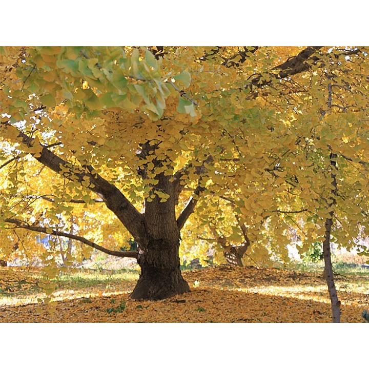 2025年度 《日本国内産》 江戸時代から続く銀杏産地 祖父江 藤九郎