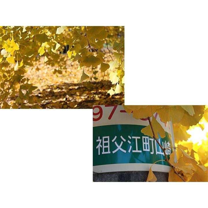 先行予約《日本国内産》お歳暮/プレゼント 江戸時代から続く銀杏産地 祖父江 藤九郎 3L×1箱 大粒 もっちり 高級銀杏 焼き銀杏 揚げ銀杏 :ginnan4:AROVEINA・アロヴィーナ - 通販 - Yahoo!ショッピング 先行予約《日本国内産》お歳暮/プレゼント 江戸時代から続く銀杏産地 祖父江 藤九郎 3L×1箱 大粒 もっちり 高級銀杏 焼き銀杏 揚げ銀杏 :ginnan4:AROVEINA・アロヴィーナ - 通販 - Yahoo!ショッピング