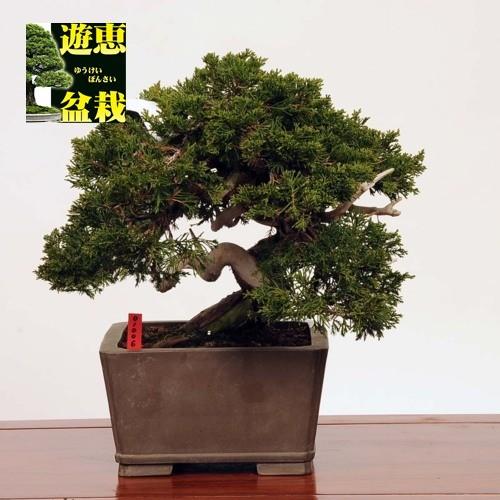 中品盆栽 糸魚川真柏 現品 Shinpaku 送料無料 v 遊恵盆栽 Yahoo 店 通販 Yahoo ショッピング