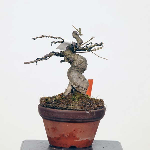 小品盆栽 梅もどき 現品 ウメモドキ 送料無料 Umemodoki