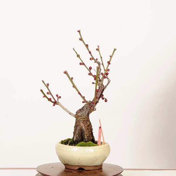 鹿児島紅　梅　盆栽 盆栽：紅梅(鹿児島紅)現品*一点物 うめ ウメ Prunus mume Koubai