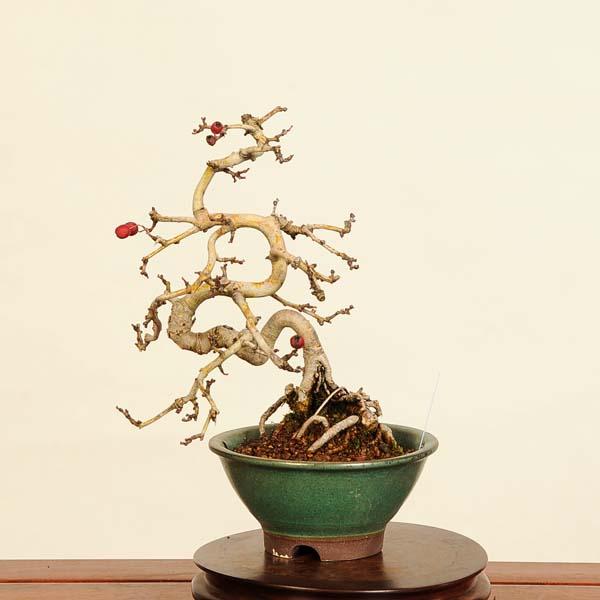 盆栽：実成山査子 現品* さんざし サンザシ Crataegus cuneata