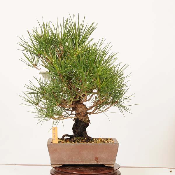 盆栽 ：三河黒松*現品 一点物 くろまつ クロマツ Kuromatsu bonsai