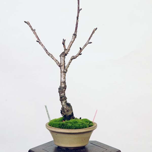 盆栽：関山桜 *現品 さくら サクラ Kanzanzakura bonsai 小品盆栽