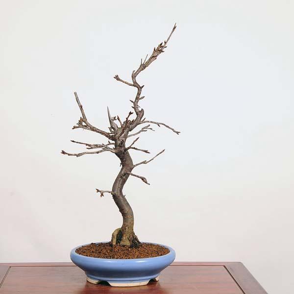 中品盆栽 特選河津桜 現品限り Sakura 21v 遊恵盆栽 Yahoo 店 通販 Yahoo ショッピング