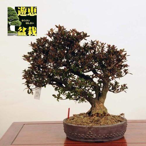 珍山　皐月盆栽 珍山 皐月盆栽 さつき花辞典：珍山 ｜ さつき盆栽春夏秋冬