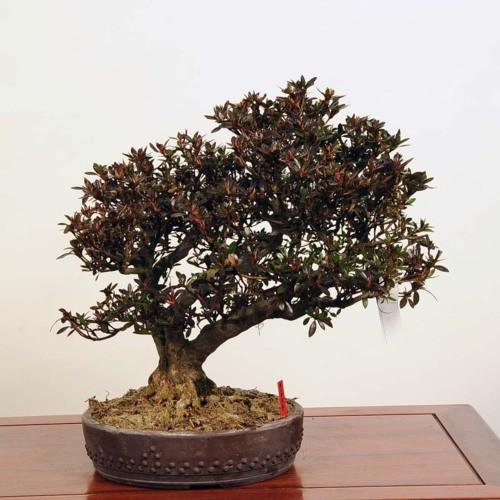 盆栽 『サツキ(珍山)』 花 インテリア 観葉植物 送料無料 b118 盆栽 『サツキ（珍山）』 花 和風 インテリア 園芸 ガーデニング