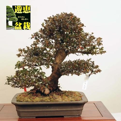 大品盆栽 特選皐月 天竜えびす 現品 送料無料 ヤマト便 v 遊恵盆栽 Yahoo 店 通販 Yahoo ショッピング