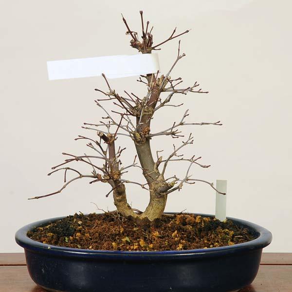 モミジ もみじ 紅葉 中品 盆栽 04044-21v.jpg