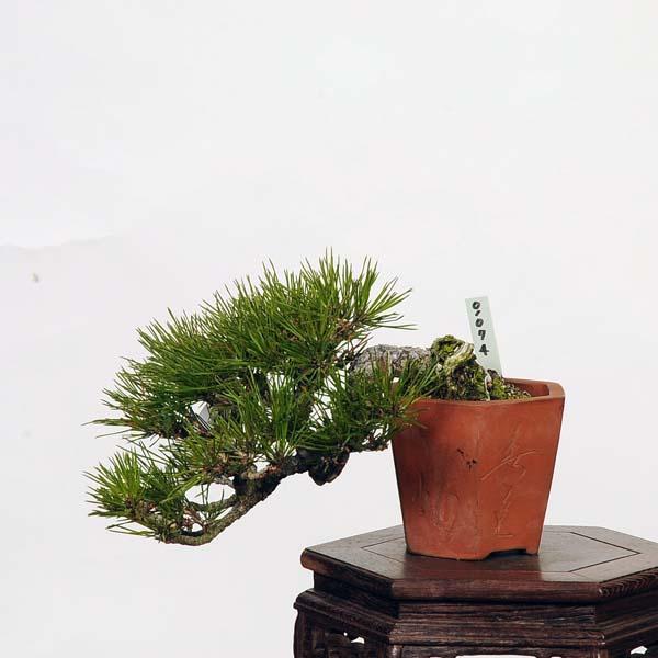 盆栽：赤松（アカマツ）*現品 あかまつ Akamatsu bonsai Pinus densiflora 小品盆栽｜y-bonsai｜02