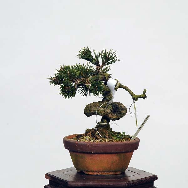 盆栽：黒松(千寿丸)* 現品 くろまつ クロマツ Kuromatsu bonsai 小品