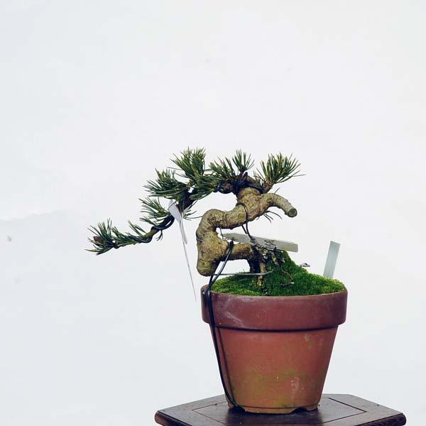 盆栽：五葉松(八紘)* 現品 ごようまつ ゴヨウマツ Goyoumatsu bonsai