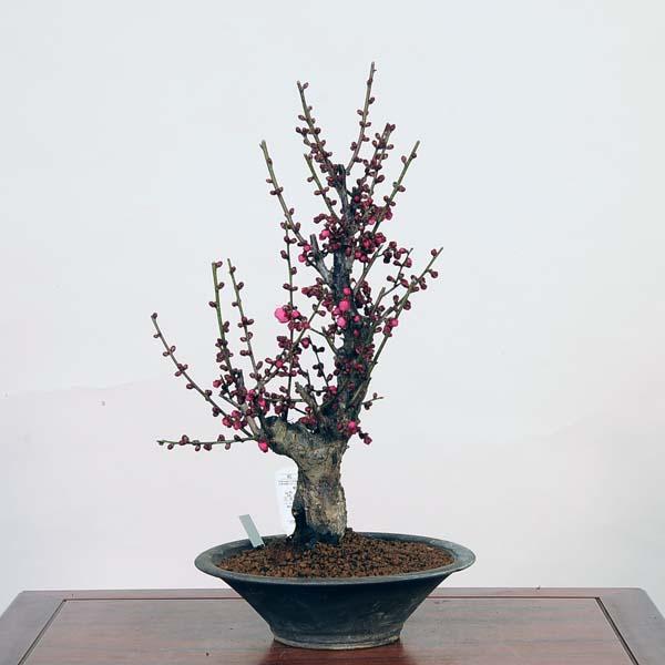 盆栽：紅梅(こうばい)現品*うめ ウメ Prunus mume Koubai bonsai 中品