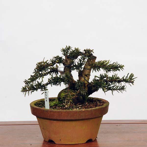 盆栽 特選：一位(イチイ） 現品*いちい Taxus cuspidata Ichii bonsai